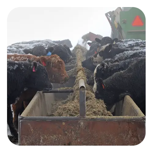 tier-1-right-image Application 1 - Beef Cattle Nutrition - ProBiotein