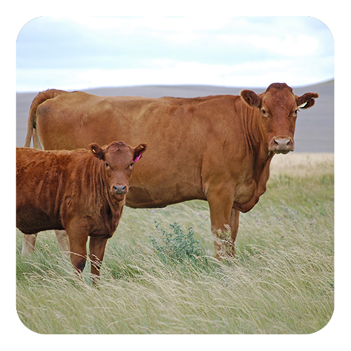 cow_calf_500x500